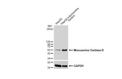 Invitrogen Monoamine Oxidase B Polyclonal Antibody 100 &mu;L; Unconjugated:Antibodies,