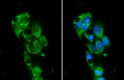 Invitrogen Monoamine Oxidase B Polyclonal Antibody 100 &mu;L; Unconjugated:Antibodies,