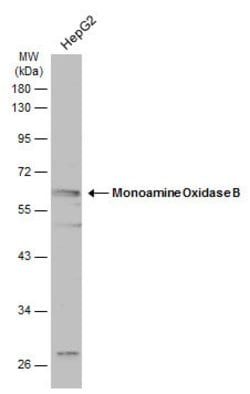 Invitrogen Monoamine Oxidase B Polyclonal Antibody 100 &mu;L; Unconjugated:Antibodies,