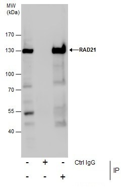 Invitrogen RAD21 Polyclonal Antibody 100 &mu;L; Unconjugated:Antibodies,