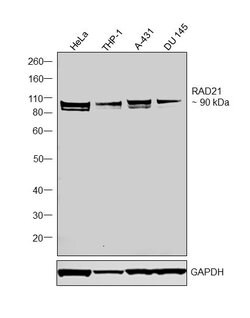 RAD21 Polyclonal Antibody, Invitrogen 100 &mu;L; Unconjugated:Antibodies,