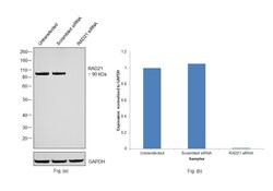 RAD21 Polyclonal Antibody, Invitrogen 100 &mu;L; Unconjugated:Antibodies,