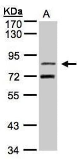 Invitrogen TLE2 Polyclonal Antibody 100 &mu;L; Unconjugated:Antibodies,