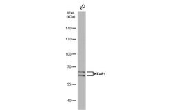 Invitrogen KEAP1 Polyclonal Antibody 100 &mu;L; Unconjugated:Antibodies,