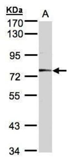 Invitrogen MEP1A Polyclonal Antibody 100 &mu;L; Unconjugated:Antibodies,