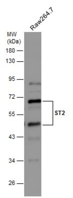 Invitrogen ST2 Polyclonal Antibody 100 &mu;L; Unconjugated:Antibodies,