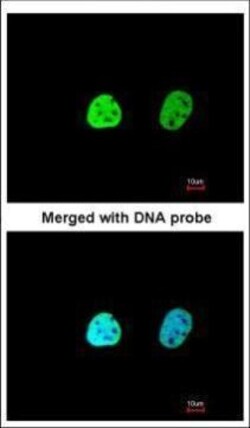 Invitrogen hnRNP A1 Polyclonal Antibody 100 &mu;L; Unconjugated:Antibodies,