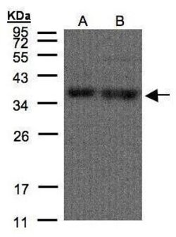Invitrogen hnRNP A1 Polyclonal Antibody 100 &mu;L; Unconjugated:Antibodies,