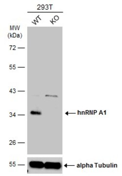 Invitrogen hnRNP A1 Polyclonal Antibody 100 &mu;L; Unconjugated:Antibodies,