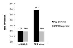 Invitrogen ESRRA Polyclonal Antibody 100 &mu;L; Unconjugated:Antibodies,