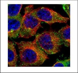 Invitrogen CD2AP Polyclonal Antibody 100 &mu;L; Unconjugated:Antibodies,