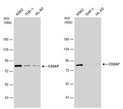 Invitrogen CD2AP Polyclonal Antibody 100 &mu;L; Unconjugated:Antibodies,