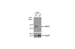 Invitrogen SIRT3 Polyclonal Antibody 100 &mu;L | Buy Online | Invitrogen&trade; | Fisher Scientific