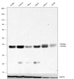 Invitrogen VPS26A Polyclonal Antibody 100 &mu;L | Buy Online | Invitrogen&trade; | Fisher Scientific