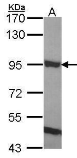 Invitrogen ELMO1 Polyclonal Antibody 100 &mu;L | Buy Online | Invitrogen&trade; | Fisher Scientific