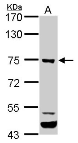 Invitrogen ELMO1 Polyclonal Antibody 100 &mu;L | Buy Online | Invitrogen&trade; | Fisher Scientific