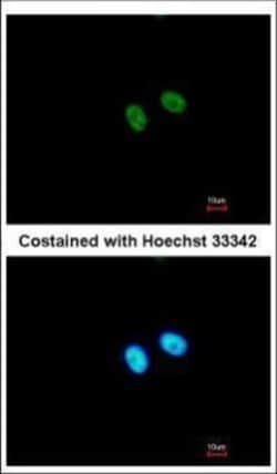 Invitrogen PRDM8 Polyclonal Antibody 100 &mu;L; Unconjugated:Antibodies,