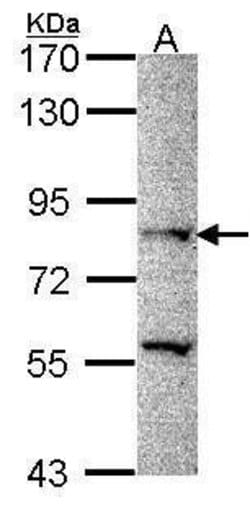 Invitrogen PRDM8 Polyclonal Antibody 100 &mu;L; Unconjugated:Antibodies,