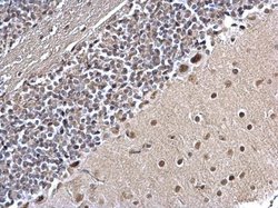 Invitrogen PLRG1 Polyclonal Antibody 100 &mu;L; Unconjugated:Antibodies,