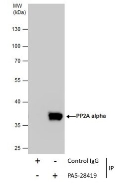 Invitrogen PP2A alpha Polyclonal Antibody 100 &mu;L; Unconjugated:Antibodies,