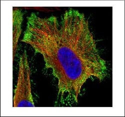 Invitrogen PP2A alpha Polyclonal Antibody 100 &mu;L | Buy Online | Invitrogen&trade; | Fisher Scientific