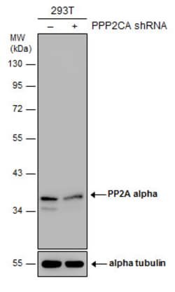 Invitrogen PP2A alpha Polyclonal Antibody 100 &mu;L | Buy Online | Invitrogen&trade; | Fisher Scientific