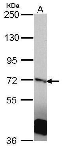 Invitrogen RANGAP1 Polyclonal Antibody 100 &mu;L; Unconjugated:Antibodies,