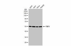 Invitrogen TRF1 Polyclonal Antibody 100 &mu;L; Unconjugated:Antibodies,