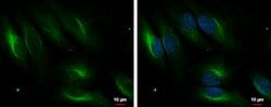 Invitrogen PDLIM4 Polyclonal Antibody 100 &mu;L; Unconjugated:Antibodies,