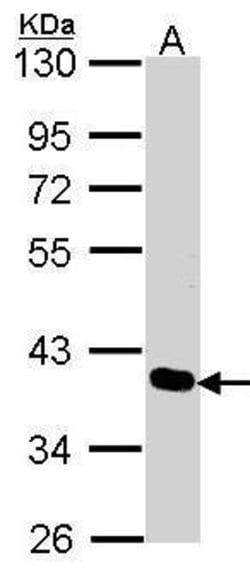 Invitrogen PDLIM4 Polyclonal Antibody 100 &mu;L; Unconjugated:Antibodies,