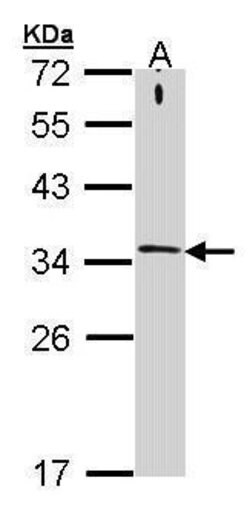 Invitrogen Syntaxin 1 Polyclonal Antibody 100 &mu;L; Unconjugated:Antibodies,