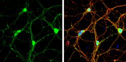 Invitrogen Syntaxin 1 Polyclonal Antibody 100 &mu;L; Unconjugated:Antibodies,