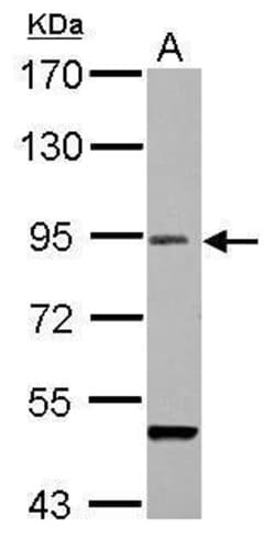 Invitrogen RANBP9 Polyclonal Antibody 100 &mu;L; Unconjugated:Antibodies,