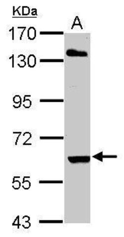 Invitrogen ARIH2 Polyclonal Antibody 100 &mu;L; Unconjugated:Antibodies,