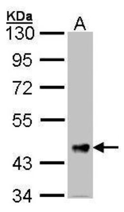 Invitrogen FSTL1 Polyclonal Antibody 100 &mu;L; Unconjugated:Antibodies,