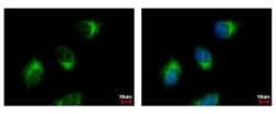Invitrogen GGA3 Polyclonal Antibody 100 &mu;L; Unconjugated:Antibodies,