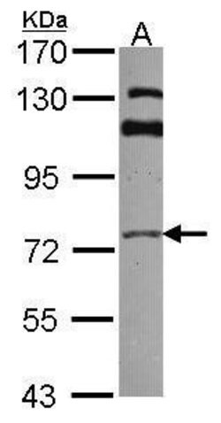 Invitrogen GGA3 Polyclonal Antibody 100 &mu;L; Unconjugated:Antibodies,