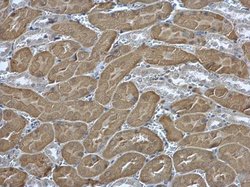 Invitrogen eIF2 beta Polyclonal Antibody 100 μL; Unconjugated:Antibodies,