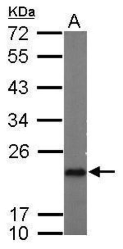 Invitrogen p23 Polyclonal Antibody 100 &mu;L; Unconjugated:Antibodies,