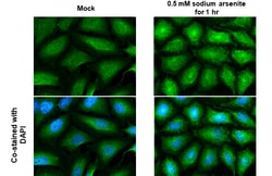 Invitrogen Staufen Polyclonal Antibody 100 &mu;L; Unconjugated:Antibodies,