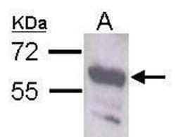Invitrogen Staufen Polyclonal Antibody 100 &mu;L; Unconjugated:Antibodies,
