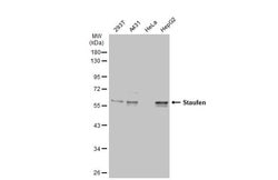 Invitrogen Staufen Polyclonal Antibody 100 &mu;L; Unconjugated:Antibodies,