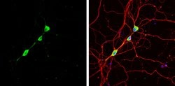 Invitrogen Staufen Polyclonal Antibody 100 &mu;L; Unconjugated:Antibodies,