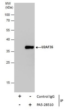 Invitrogen U2AF1 Polyclonal Antibody 100 &mu;L; Unconjugated:Antibodies,