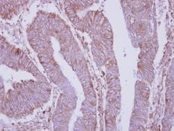 Invitrogen DPY19L4 Polyclonal Antibody 100 &mu;L; Unconjugated:Antibodies,