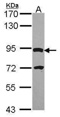 Invitrogen DPY19L4 Polyclonal Antibody 100 &mu;L; Unconjugated:Antibodies,