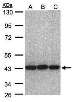 Invitrogen eIF3h Polyclonal Antibody 100 μL; Unconjugated:Antibodies,