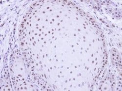 Invitrogen PRP19 Polyclonal Antibody 100 &mu;L; Unconjugated:Antibodies,