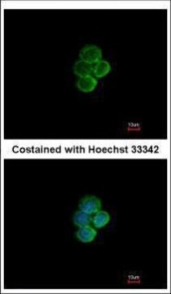 Invitrogen SIGLEC7 Polyclonal Antibody 100 &mu;L | Buy Online | Invitrogen&trade; | Fisher Scientific