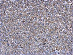 Invitrogen SIGLEC7 Polyclonal Antibody 100 &mu;L | Buy Online | Invitrogen&trade; | Fisher Scientific